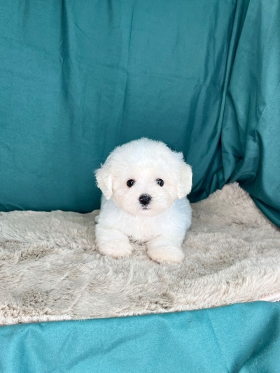 Bichon Frise MKA ( Female )