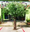 10ft Ficus Tree BJ646 floristkl Artificial Plant (Sell & Rent)