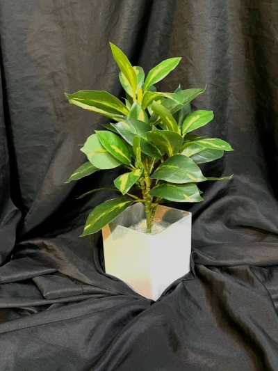 Ficus Elastica TY644 florsitkl