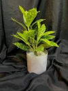 Aucuba Japonica TY645 florsitkl Artificial Plant (Sell & Rent)