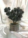 Podocarpus Macrophyllus TY427 floristkl Artificial Plant (Sell & Rent)