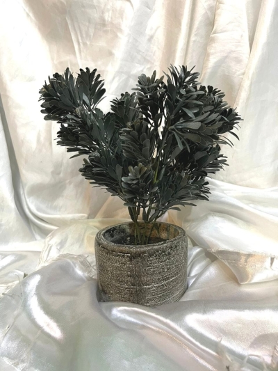 Podocarpus Macrophyllus TY427 floristkl