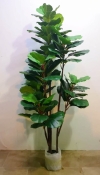 1.8m Ficus Lyrata Multi-pole QM647 floristkl (Rent Available) Artificial Plant (Sell & Rent)