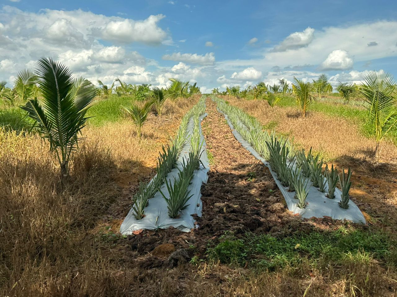 AMP Cultivates a Thriving Future: Unveiling the Inaugural Plantation Initiative in Agriculture Sector