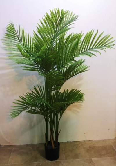 1.5m Phoenix Palm AP538 floristkl (Rent Available)