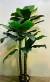 1.9m Spathiphyllum AP537 floristkl (Rent Available) Artificial Plant (Sell & Rent)