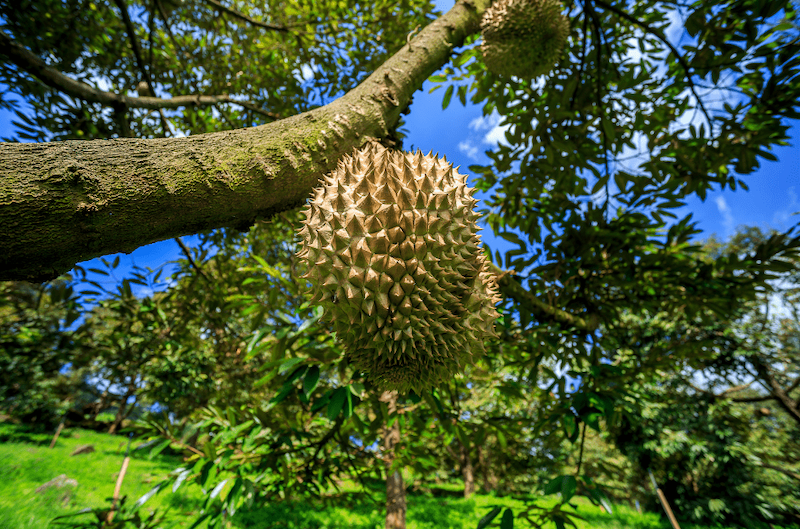 Ag-Tech Co. Captures Intelligence at Durian Plantations in Malaysia