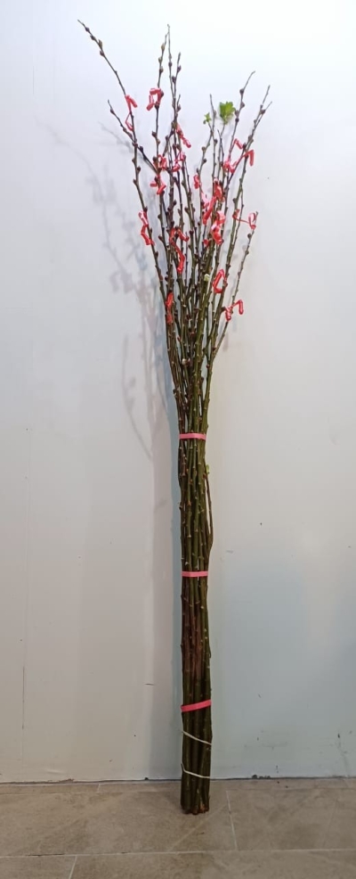 6ft Pussy Willow