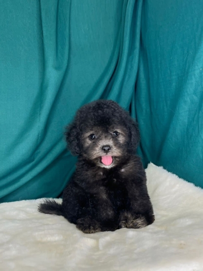 Poodle - Silver (Female)