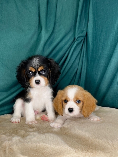 Cavaliar King Charles Spaniel (Female)