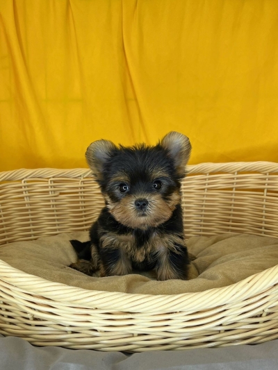 Yorkshire Terrier - Steel Blue Tan (Male)