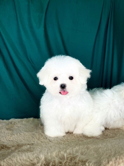 Maltese - White (Female)