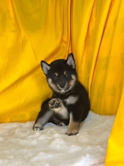 Shiba Inu - Black Tan (Female)