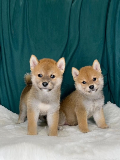 Shiba Inu - Red (Female)