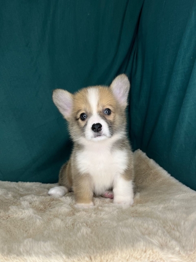 Pembroke Welsh Corgi - Red White(Female)