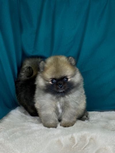 Pomeranian - Sable (Female)