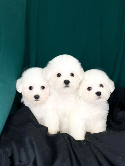 Bichon Frise - White (Female)