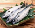 TENGGIRI (马鲛鱼) FRESH FISH