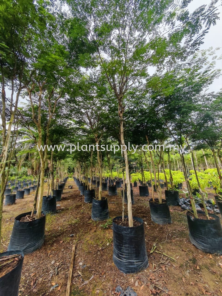 Caesalpinia Ferrea Multi-Trunk Cluster Trees 每 A Living Statement of Elegance and Prestige