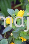 Lantana Camara "Sundancer" Shrubs