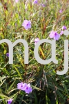 Ruellia Brittoniana Shrubs