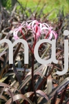 Crinum "Menehune" Shrubs