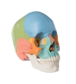 Beauchene Adult Human Skull Model - Didactic Colored Version, 22 part