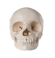 Beauchene Adult Human Skull Model - Bone Colored Version, 22 Part