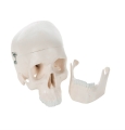 Mini Human Skull Model, 3 part - skullcap, base of skull, mandible