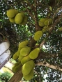 Honey Jackfruit J33