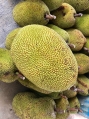 Honey Jackfruit J33