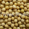 Soybean Soybean Product