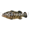 Dragon Tiger Grouper Frozen Fish