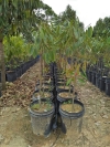 MUSANG KING YOUNG DURIAN PLANT (NURSERY)