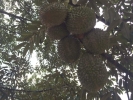 MUSANG KING YOUNG DURIAN PLANT (NURSERY)