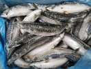 Saba Mackerel Frozen/Fresh Fish English Version