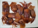 Sotong Rendam / Sotong Kembang Sotong Beku/Segar Versi Malay