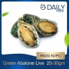 Green Abalone 15-20gm (LIVE) Scallop / Squid / Shell Seafood