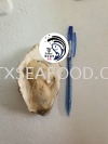 10/12CM HALF SHELL OYSTER() FROZEN SHELL