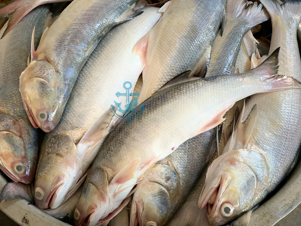 threadfin