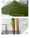 7ft Banana Tree AP101 floristkl (Rent Available) Artificial Plant (Sell & Rent)