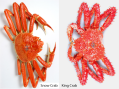 Snow Crab Cluster