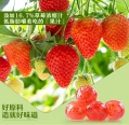 Bestore Popberry Heart Gummy (Strawberry Flavor) (42g)