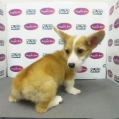 Taiwan Imported Pembroke Welsh Corgi (Female)