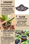 CHARCOAL ARANG ̿ (Charcoal Orchid Arang Orkid - 2kgs) Others