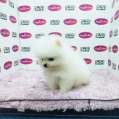 Pomeranian - White (Male)