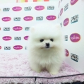 Pomeranian - White (Male)