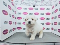 West Highland White Terrier - F2 (Female)