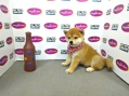 Shiba Inu - Red (Female)