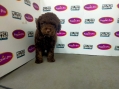 Toy Poodle - Chocolate Phantom (Male)